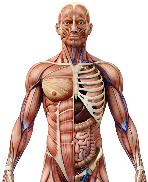 Anatomía de los músculos respiratorios: diafragma e intercostales